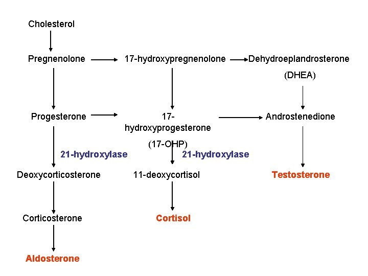 Cholesterol Pregnenolone 17 -hydroxypregnenolone Dehydroeplandrosterone (DHEA) Progesterone 17 hydroxyprogesterone 21 -hydroxylase Deoxycorticosterone Corticosterone Aldosterone