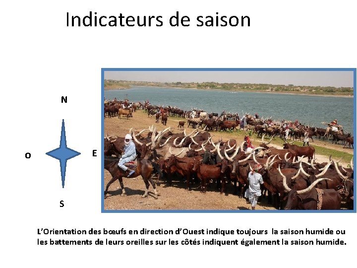 Indicateurs de saison N o E S L’Orientation des bœufs en direction d’Ouest indique