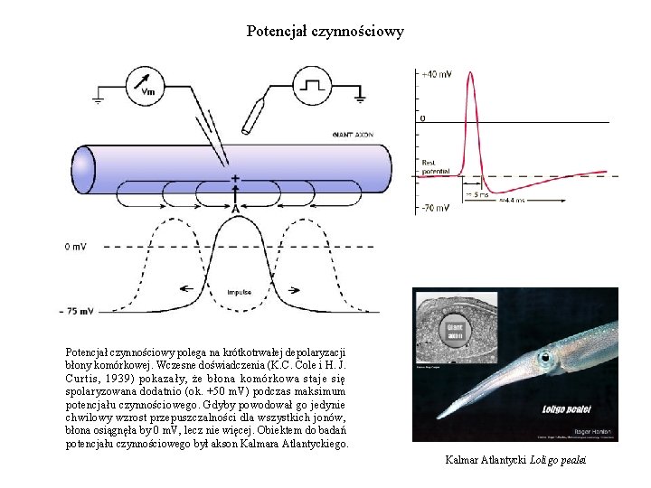 Potencjał czynnościowy polega na krótkotrwałej depolaryzacji błony komórkowej. Wczesne doświadczenia (K. C. Cole i