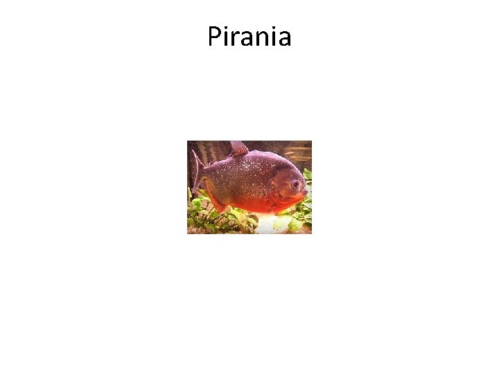 Pirania 