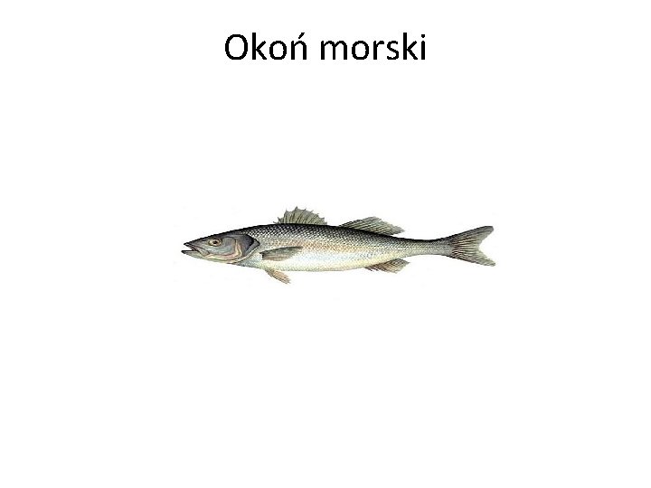 Okoń morski 