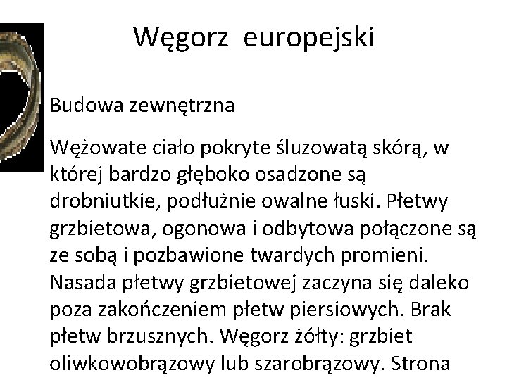 Węgorz europejski • • Budowa zewnętrzna Wężowate ciało pokryte śluzowatą skórą, w której bardzo