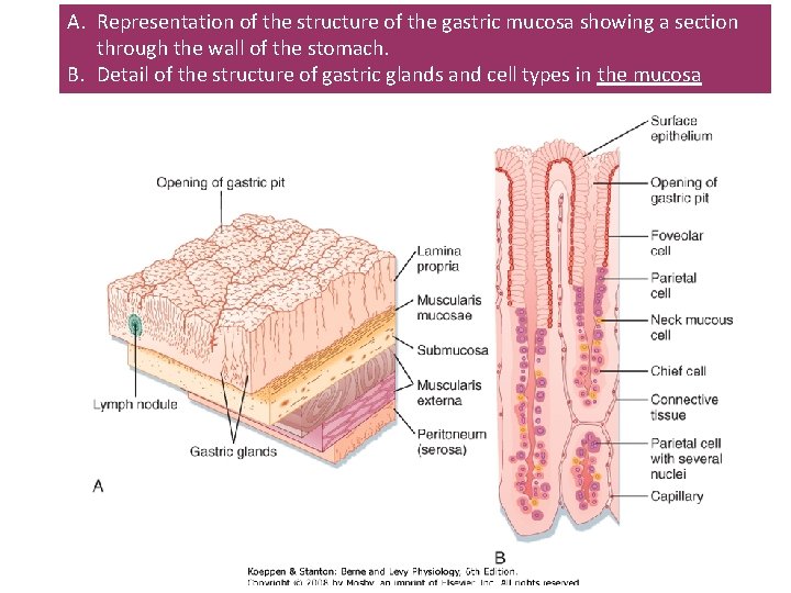 A. Representation of the structure of the gastric mucosa showing a section through the