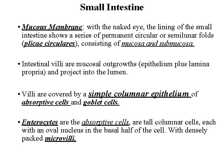 Small Intestine • Mucous Membrane: with the naked eye, the lining of the small