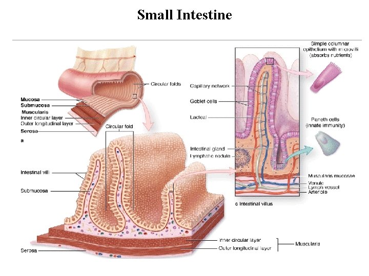 Small Intestine 