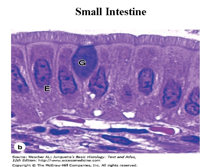 Small Intestine 