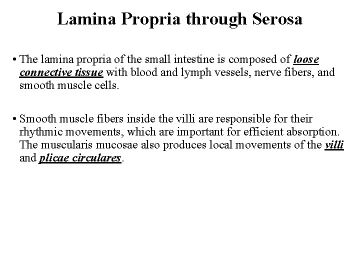 Lamina Propria through Serosa • The lamina propria of the small intestine is composed