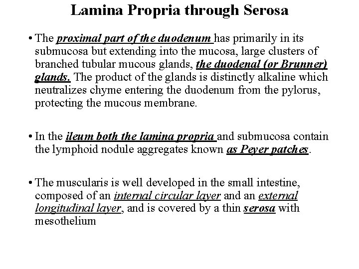 Lamina Propria through Serosa • The proximal part of the duodenum has primarily in