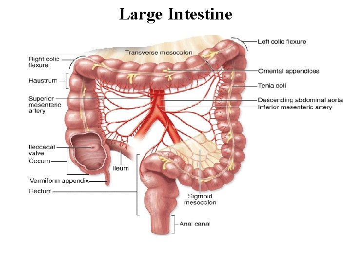 Large Intestine 