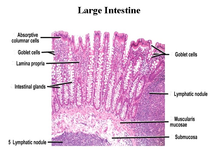 Large Intestine 