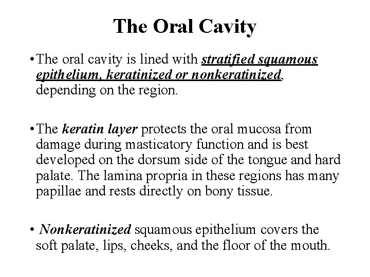 The Oral Cavity • The oral cavity is lined with stratified squamous epithelium, keratinized