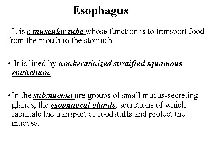 Esophagus It is a muscular tube whose function is to transport food from the