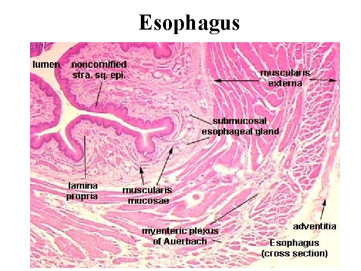 Esophagus 