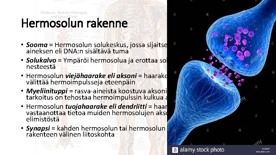 Hermosolun rakenne • Sooma = Hermosolun solukeskus, jossa sijaitsee solun geneettisen aineksen eli DNA: