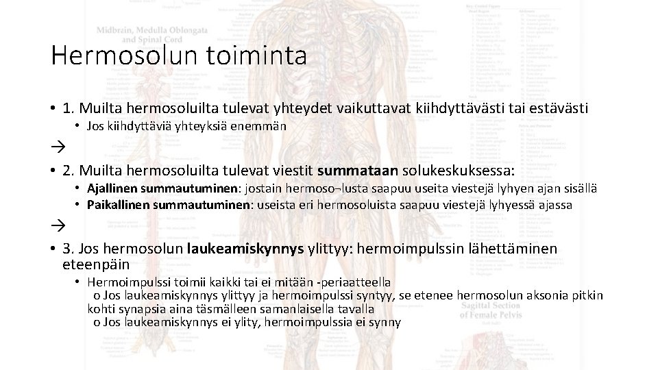 Hermosolun toiminta • 1. Muilta hermosoluilta tulevat yhteydet vaikuttavat kiihdyttävästi tai estävästi • Jos