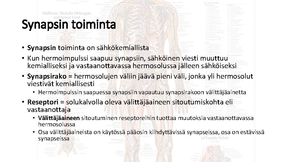 Synapsin toiminta • Synapsin toiminta on sähkökemiallista • Kun hermoimpulssi saapuu synapsiin, sähköinen viesti