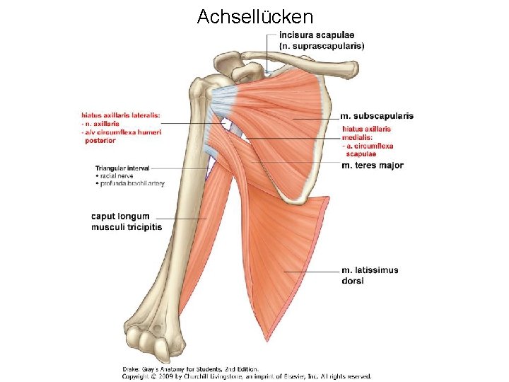 Muskel Unter Achsel Tut Weh slidetodoc.com