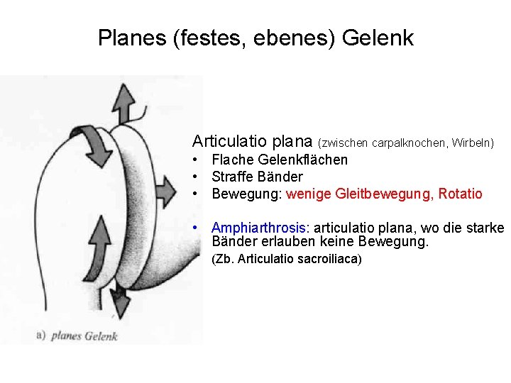 Allgemeine Gelenk und Muskellehre Gelenke Muskeln des Schultergrtels