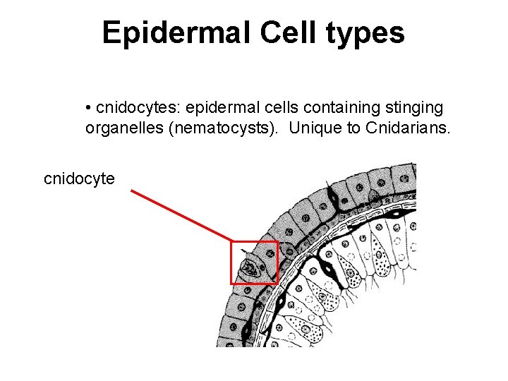 Epidermal Cell types • cnidocytes: epidermal cells containing stinging organelles (nematocysts). Unique to Cnidarians.