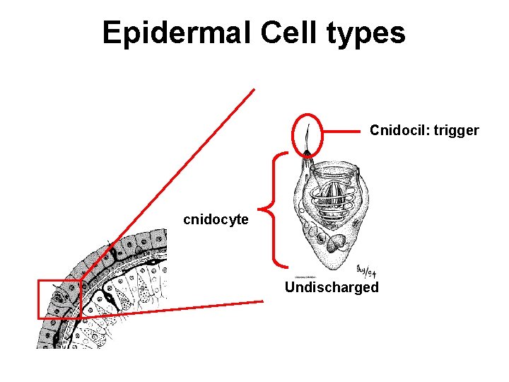 Epidermal Cell types Cnidocil: trigger cnidocyte Undischarged 