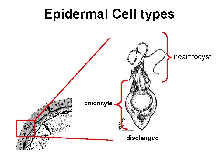 Epidermal Cell types neamtocyst cnidocyte discharged 