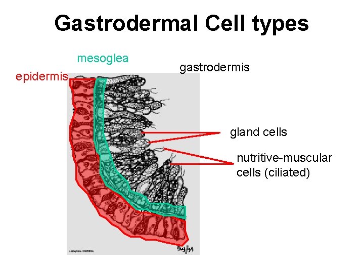 Gastrodermal Cell types mesoglea epidermis gastrodermis gland cells nutritive-muscular cells (ciliated) 