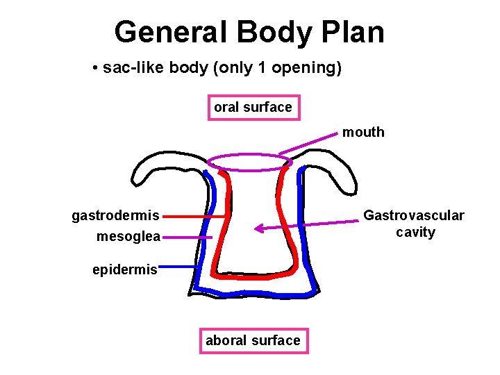 General Body Plan • sac-like body (only 1 opening) oral surface mouth gastrodermis mesoglea
