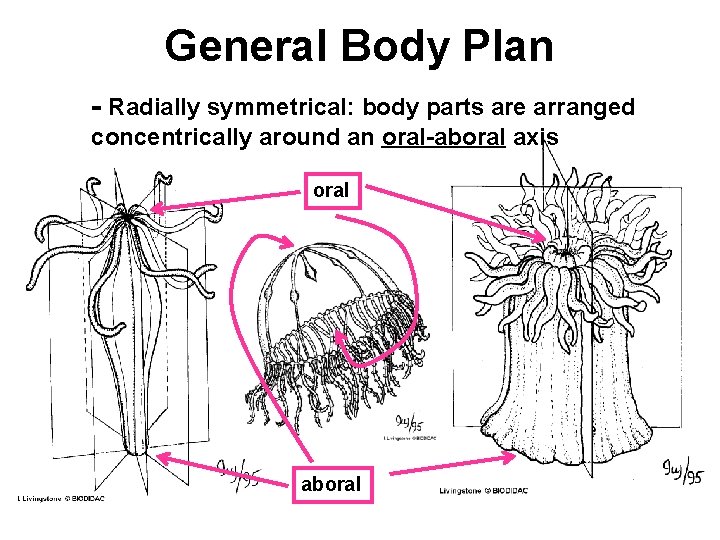 General Body Plan - Radially symmetrical: body parts are arranged concentrically around an oral-aboral
