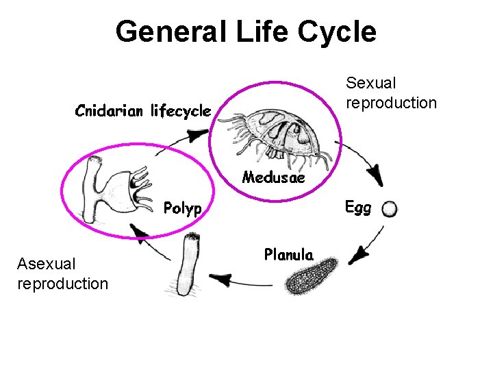General Life Cycle Sexual reproduction Asexual reproduction 