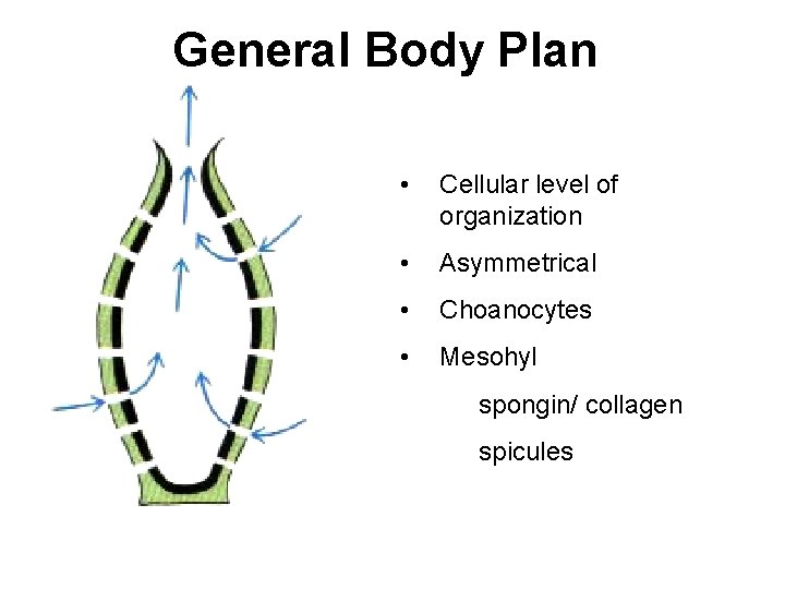 General Body Plan • Cellular level of organization • Asymmetrical • Choanocytes • Mesohyl