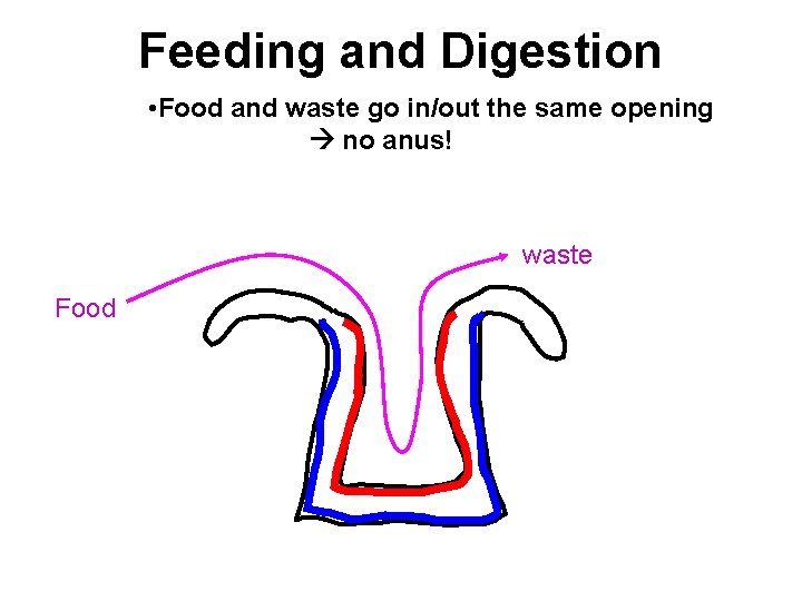 Feeding and Digestion • Food and waste go in/out the same opening no anus!