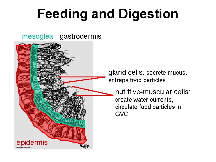 Feeding and Digestion mesoglea gastrodermis gland cells: secrete mucus, entraps food particles nutritive-muscular cells: