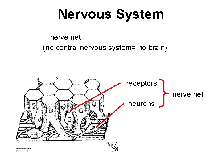 Nervous System – nerve net (no central nervous system= no brain) receptors nerve net