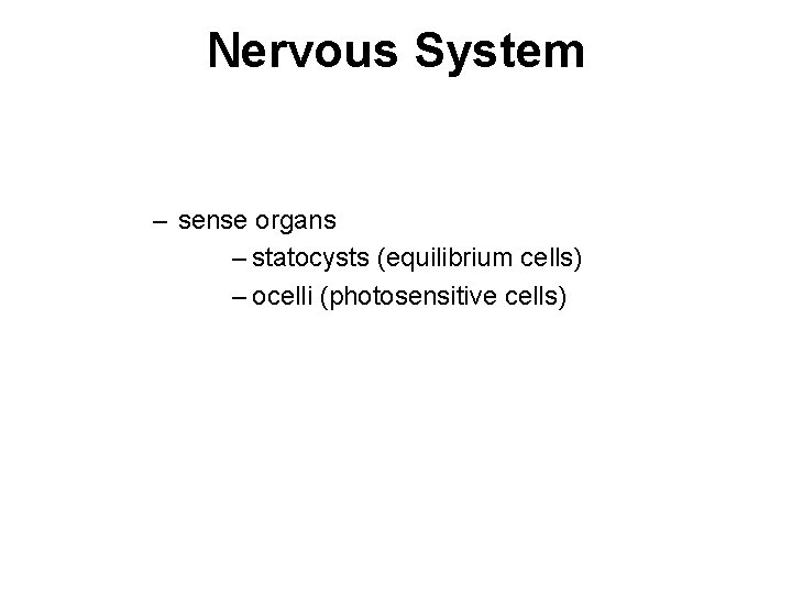 Nervous System – sense organs – statocysts (equilibrium cells) – ocelli (photosensitive cells) 