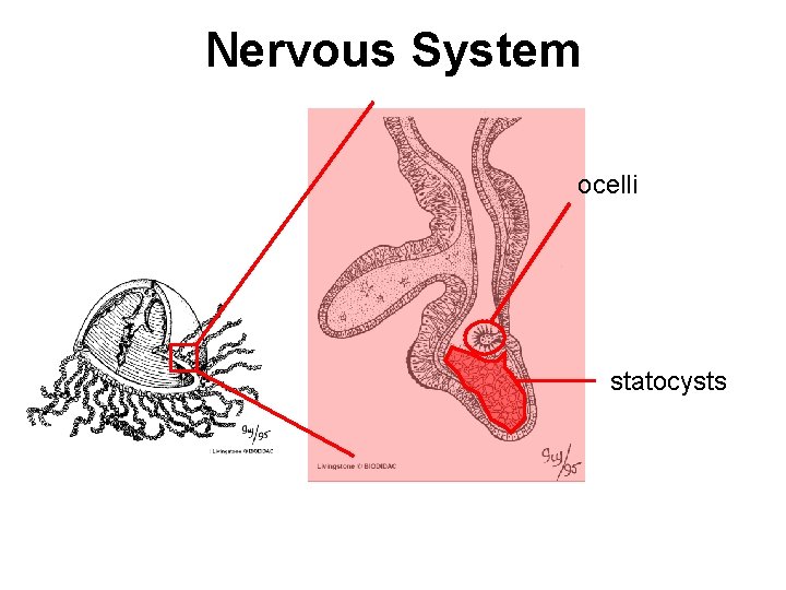Nervous System ocelli statocysts 