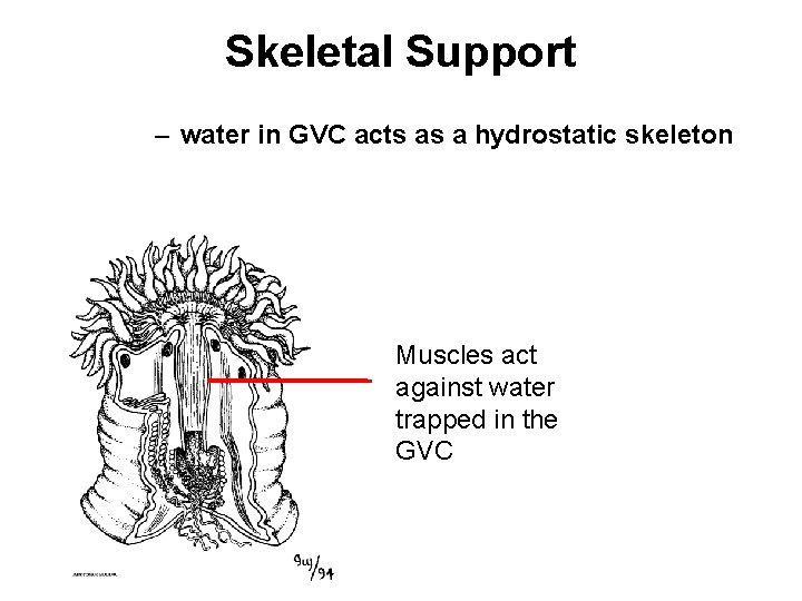Skeletal Support – water in GVC acts as a hydrostatic skeleton Muscles act against