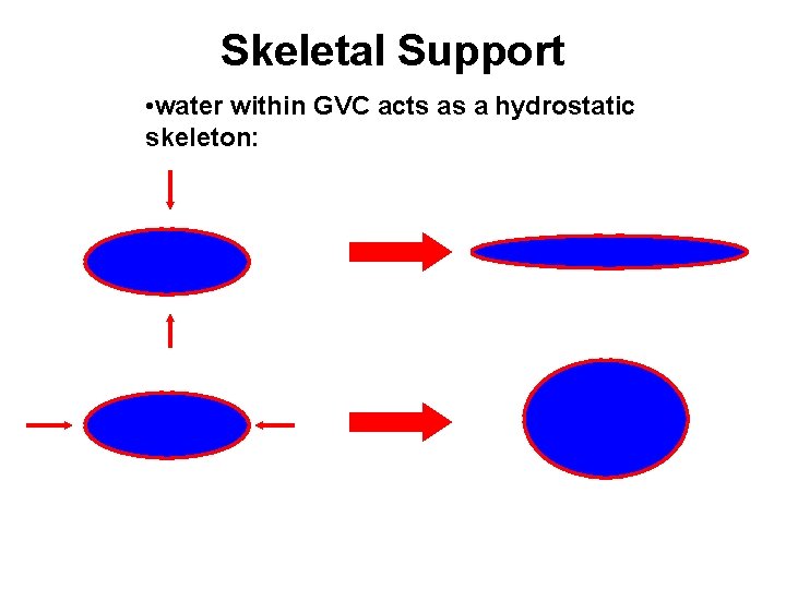 Skeletal Support • water within GVC acts as a hydrostatic skeleton: 