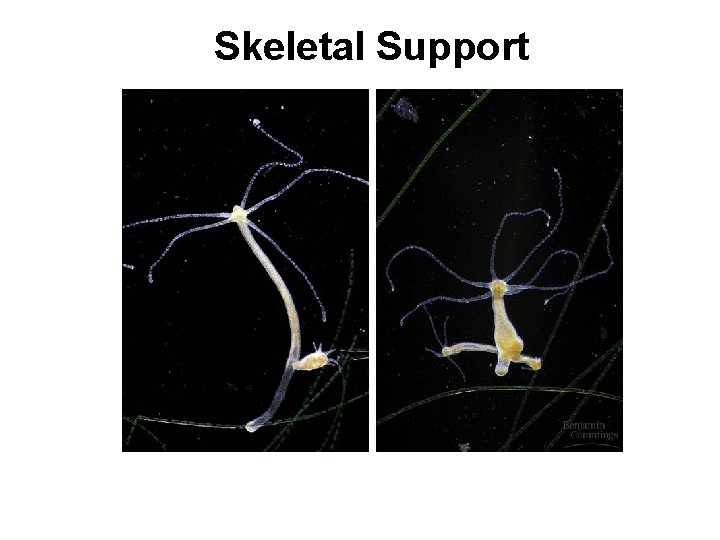 Skeletal Support 