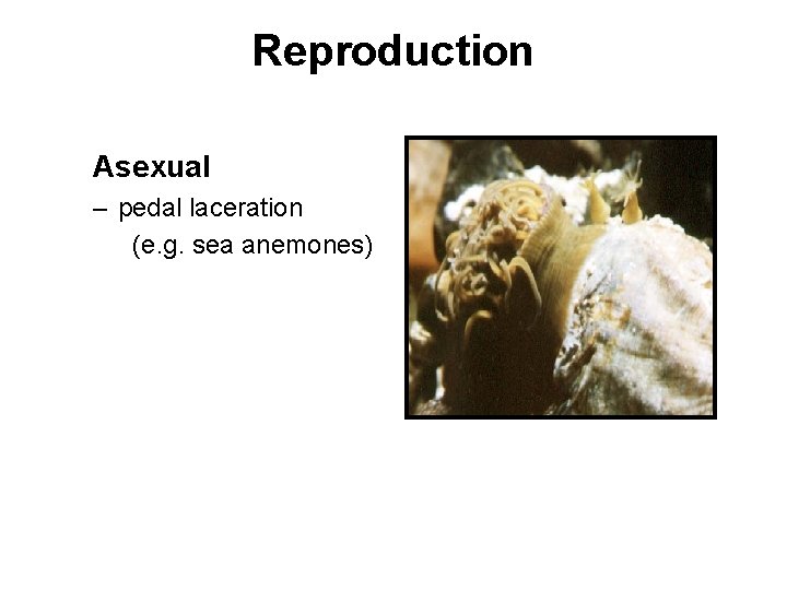 Reproduction Asexual – pedal laceration (e. g. sea anemones) 