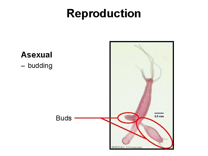 Reproduction Asexual – budding Buds 