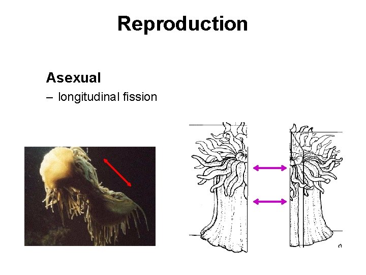 Reproduction Asexual – longitudinal fission 