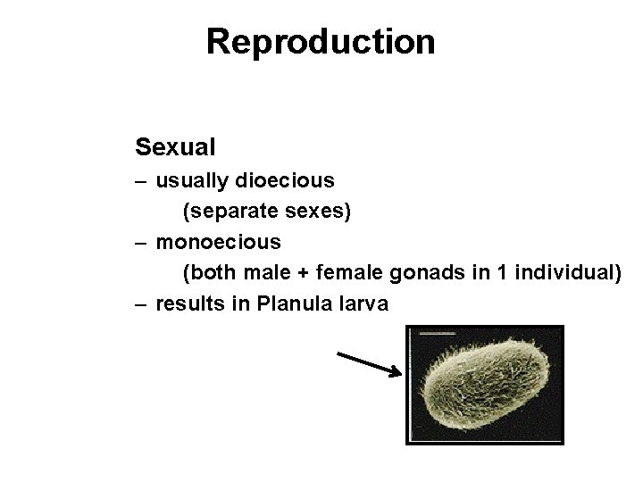 Reproduction Sexual – usually dioecious (separate sexes) – monoecious (both male + female gonads