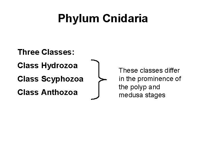 Phylum Cnidaria Three Classes: Class Hydrozoa Class Scyphozoa Class Anthozoa These classes differ in