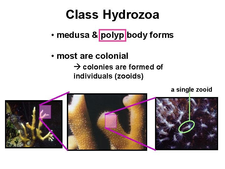 Class Hydrozoa • medusa & polyp body forms • most are colonial colonies are
