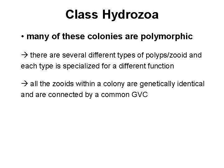 Class Hydrozoa • many of these colonies are polymorphic there are several different types