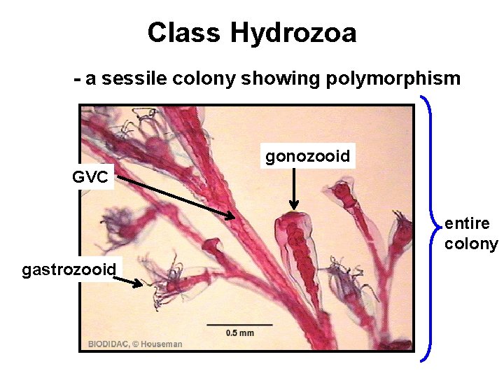 Class Hydrozoa - a sessile colony showing polymorphism GVC gastrozooid gonozooid entire colony 