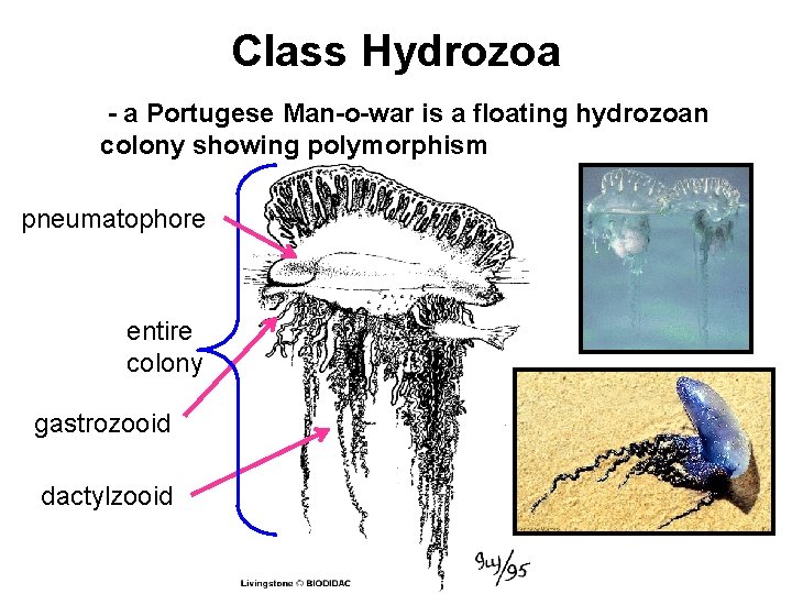 Class Hydrozoa - a Portugese Man-o-war is a floating hydrozoan colony showing polymorphism pneumatophore