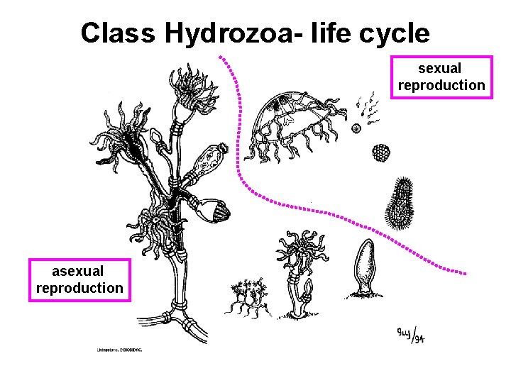 Class Hydrozoa- life cycle sexual reproduction asexual reproduction 