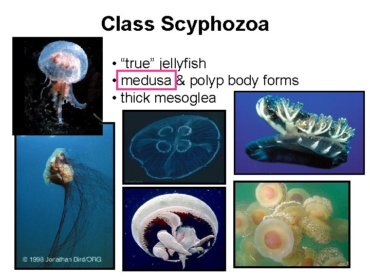 Class Scyphozoa • “true” jellyfish • medusa & polyp body forms • thick mesoglea