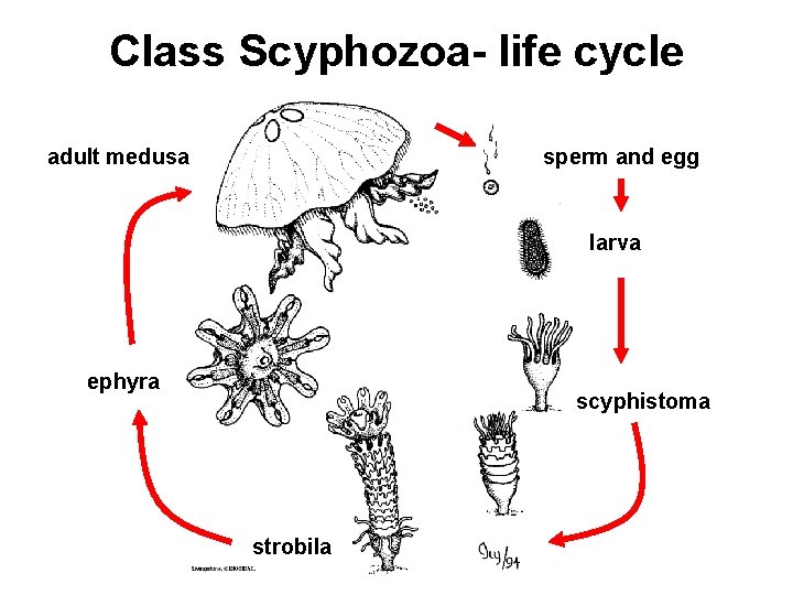 Class Scyphozoa- life cycle adult medusa sperm and egg larva ephyra scyphistoma strobila 